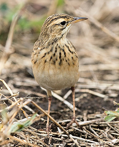 African Pipit